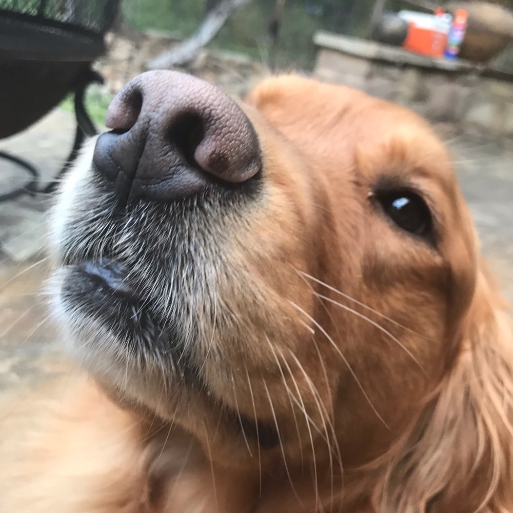 Meet your Posher, Maya